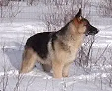Falko german shepherd and Pomeranian mix with white snow