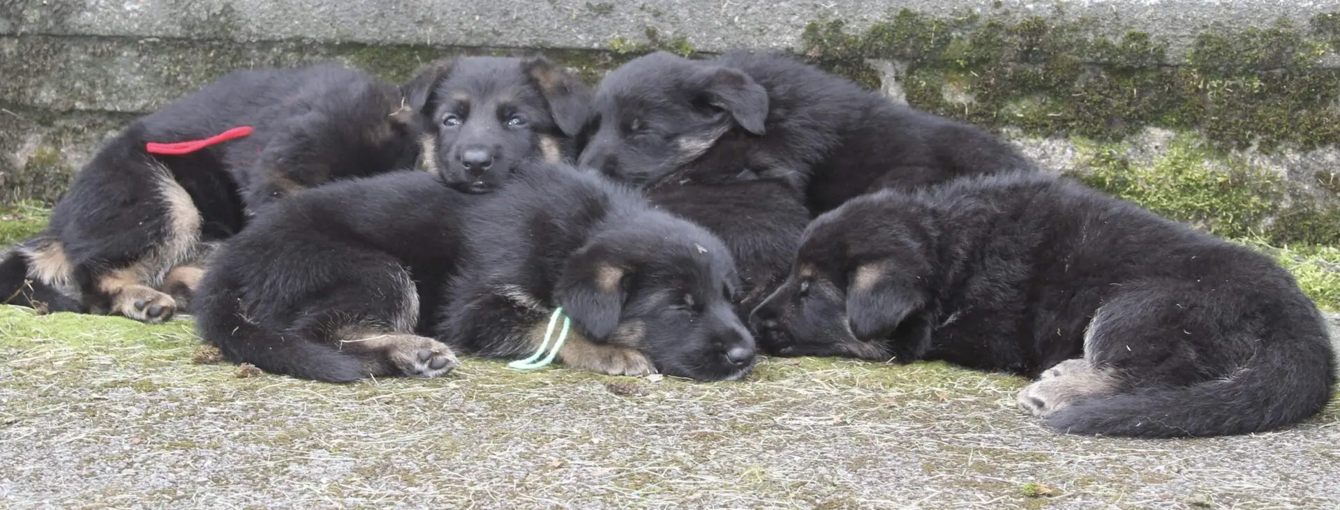 an adorable black puppy pile