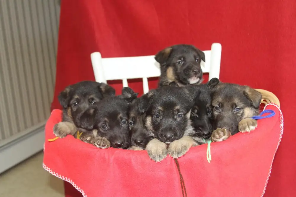 basket of puppies in a red bag
