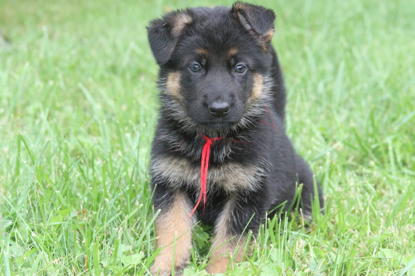 black and brown puppy with red tie