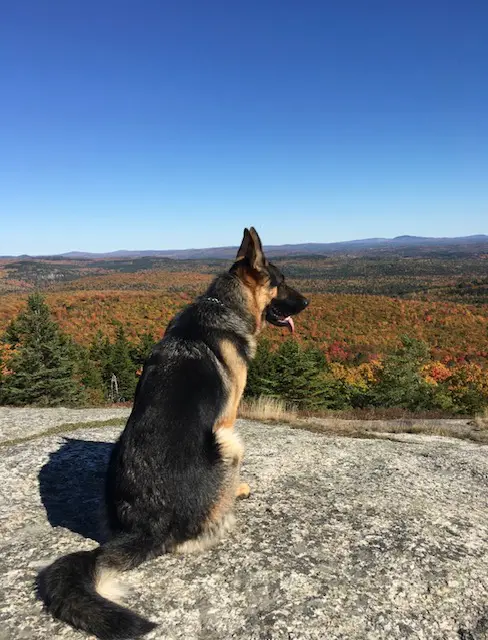 German shepherd dog on flat rock with blue sky