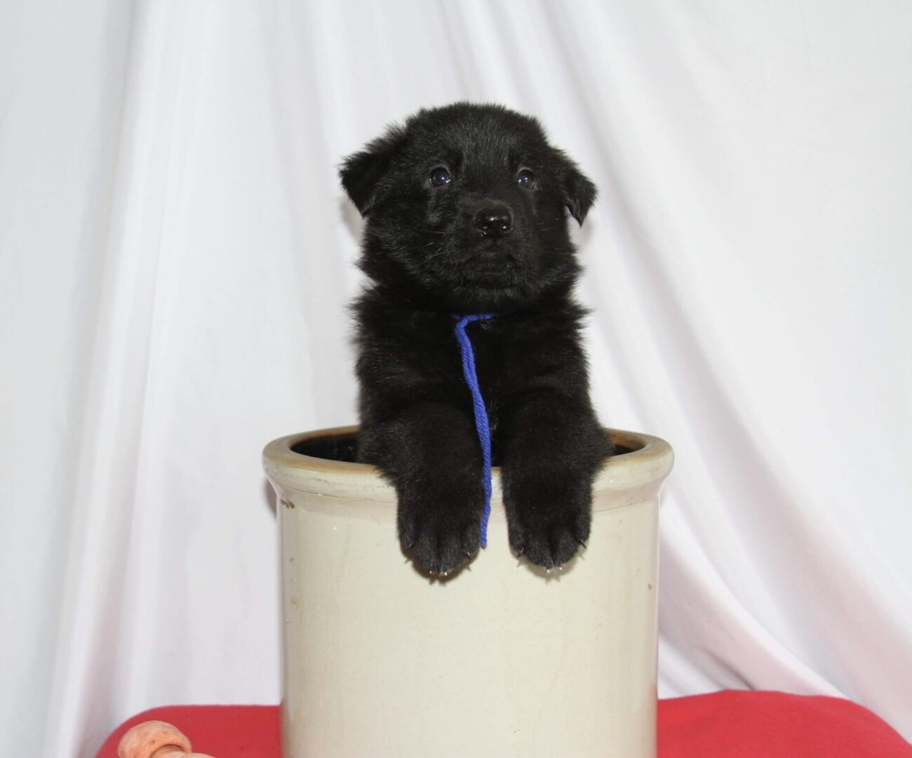 small black puppy with blue tie and white pot on red blanket