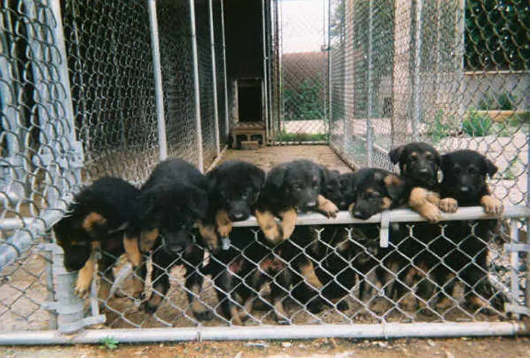 bunch of puppies trying to climb over a metal fence