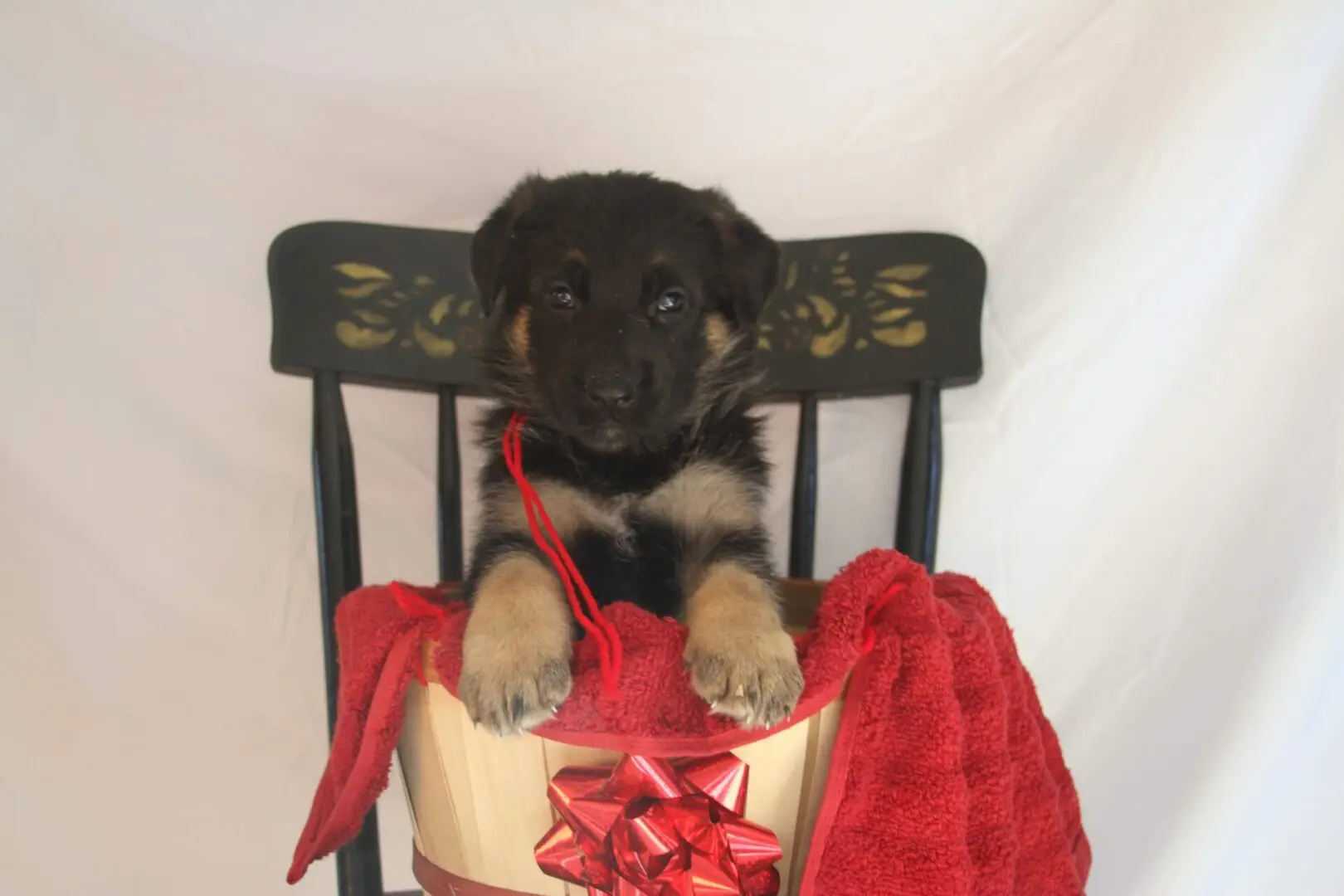 black and brown puppy on pot with red ribbon and red towel with black chair