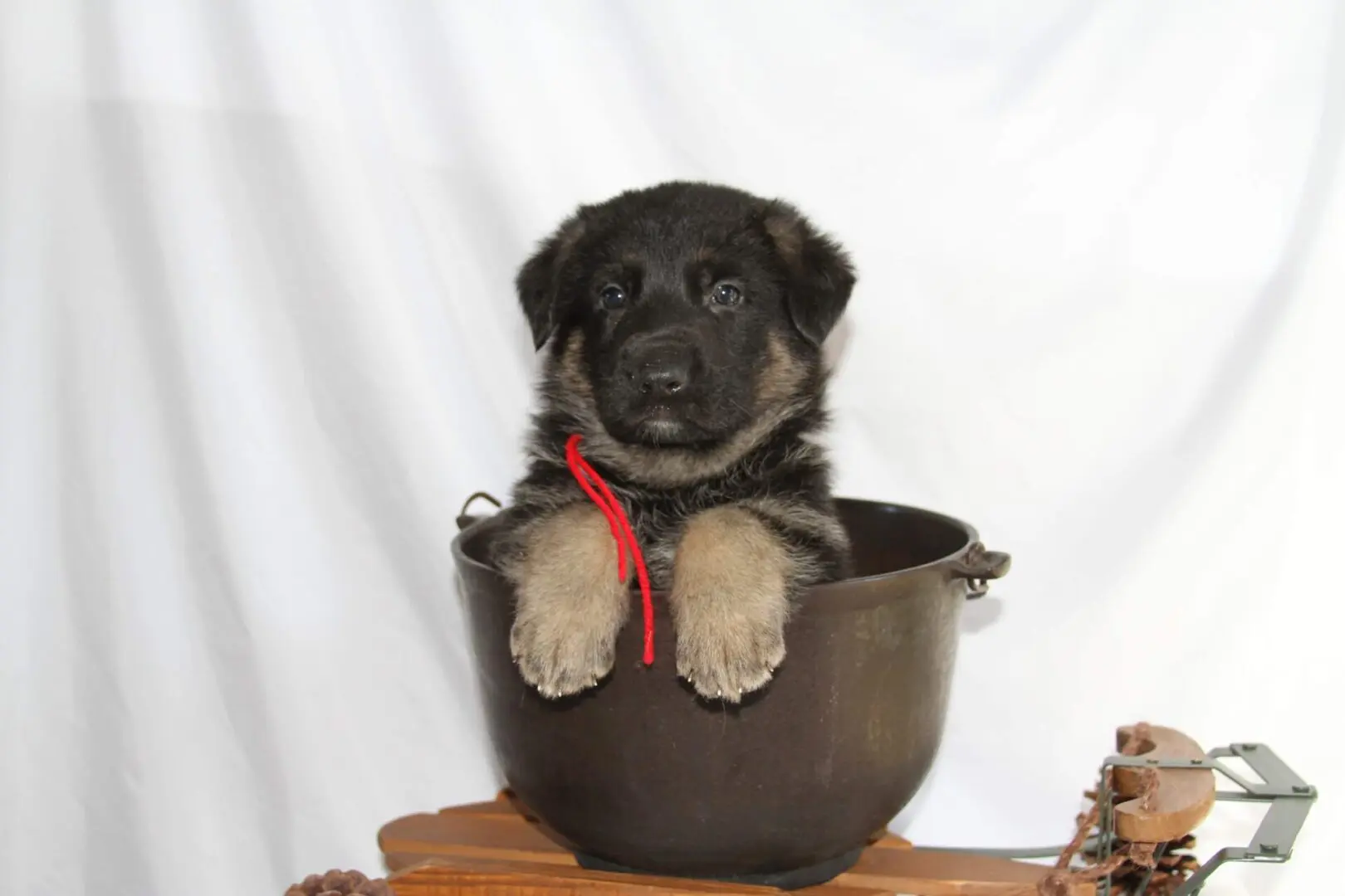 black and brown puppy in a pewter pot