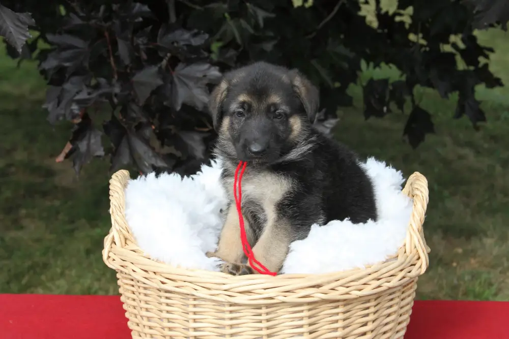 small black and brown puppy in a wicker basket with fluff