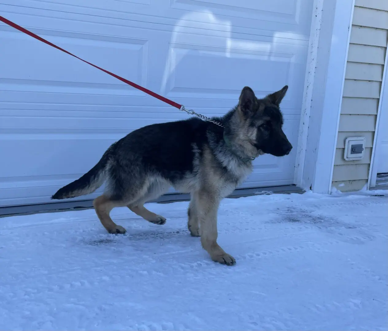 Ryker scaled walking in the snow