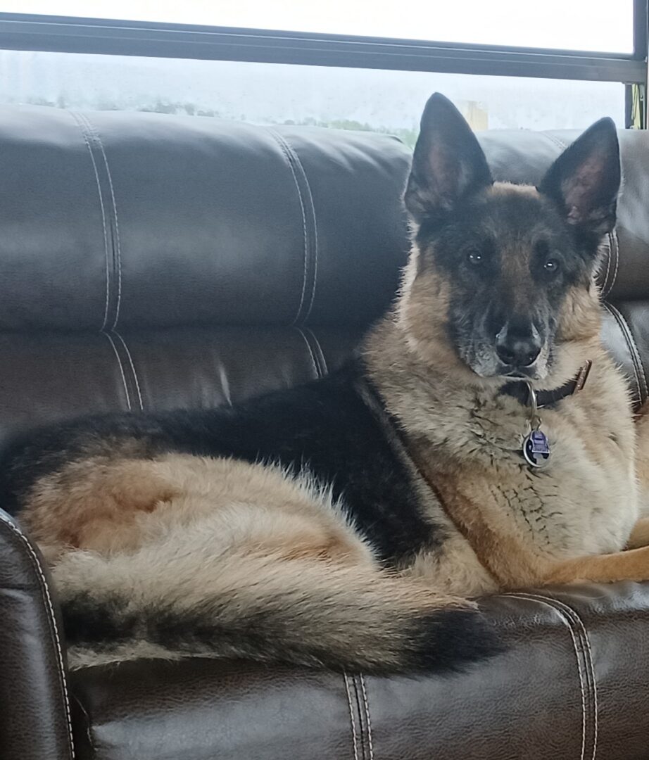 Titan on couch with collar and window