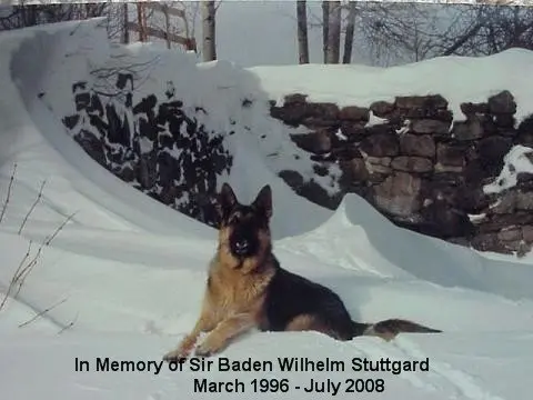 Sir Baden Wilhelm Stuttgard german shepherd