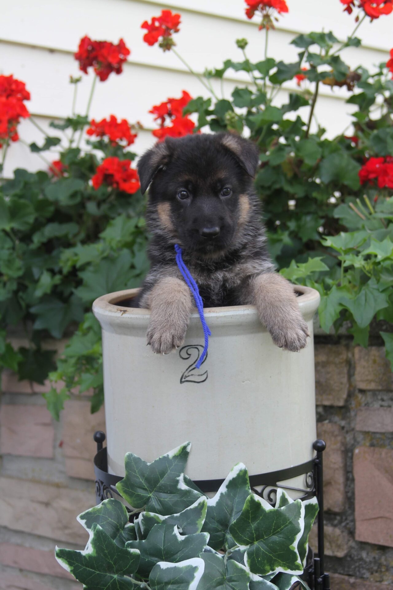 small black and brown puppy peeking out of a white 2 pot