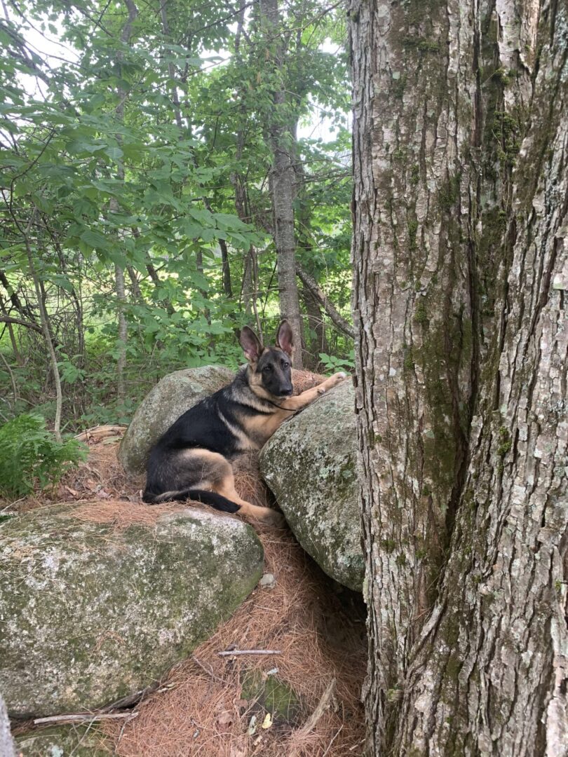 dog reclining on rocks in the woods