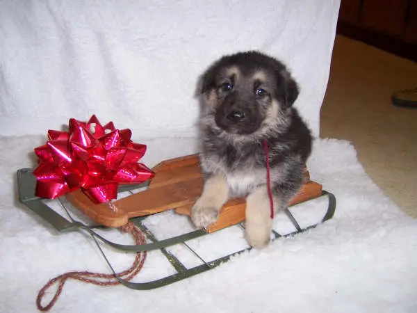 black and brown puppy on a sled with a red bow