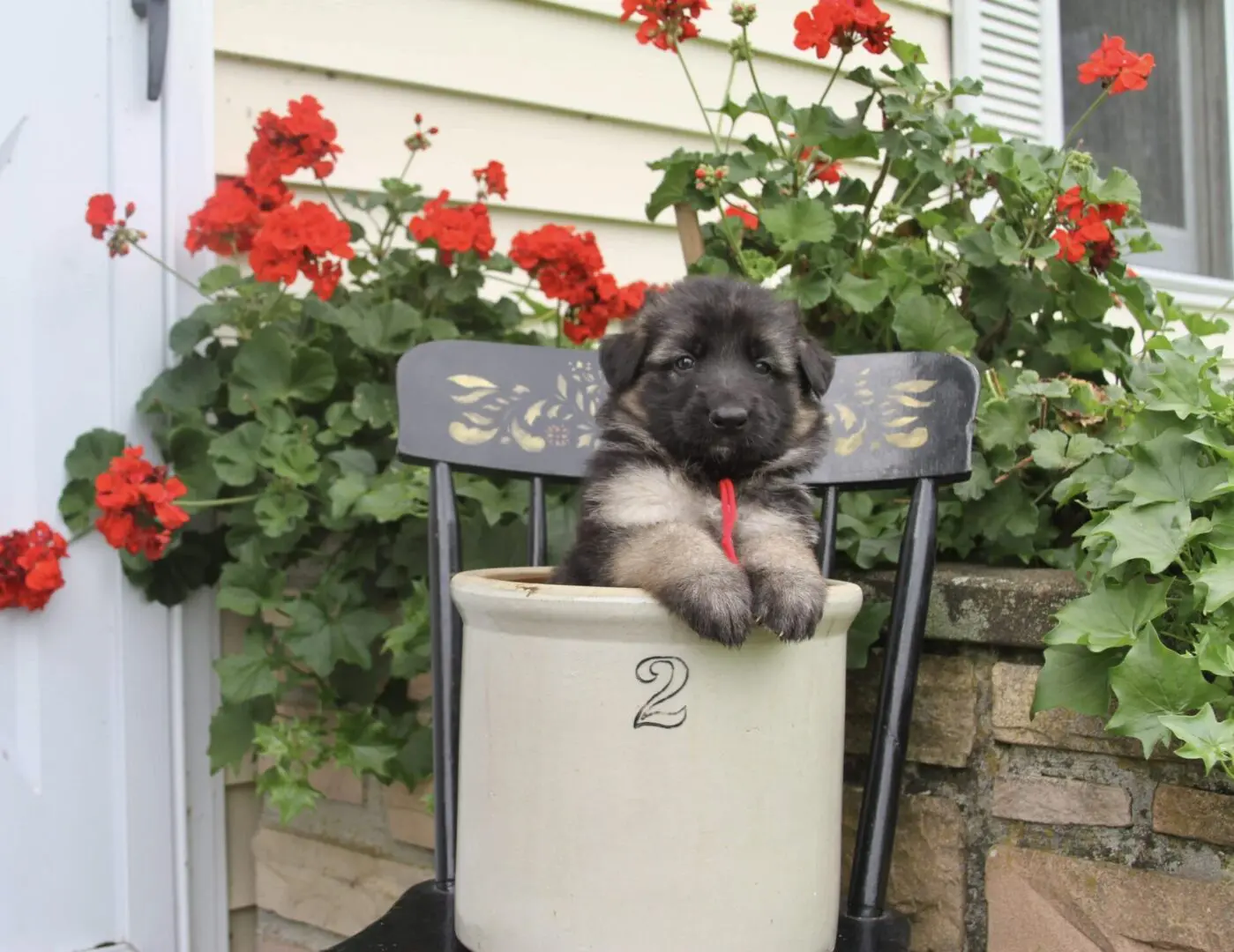 small black and brown puppy peeking out of a white 2 pot and a black chair with red flowers in the background