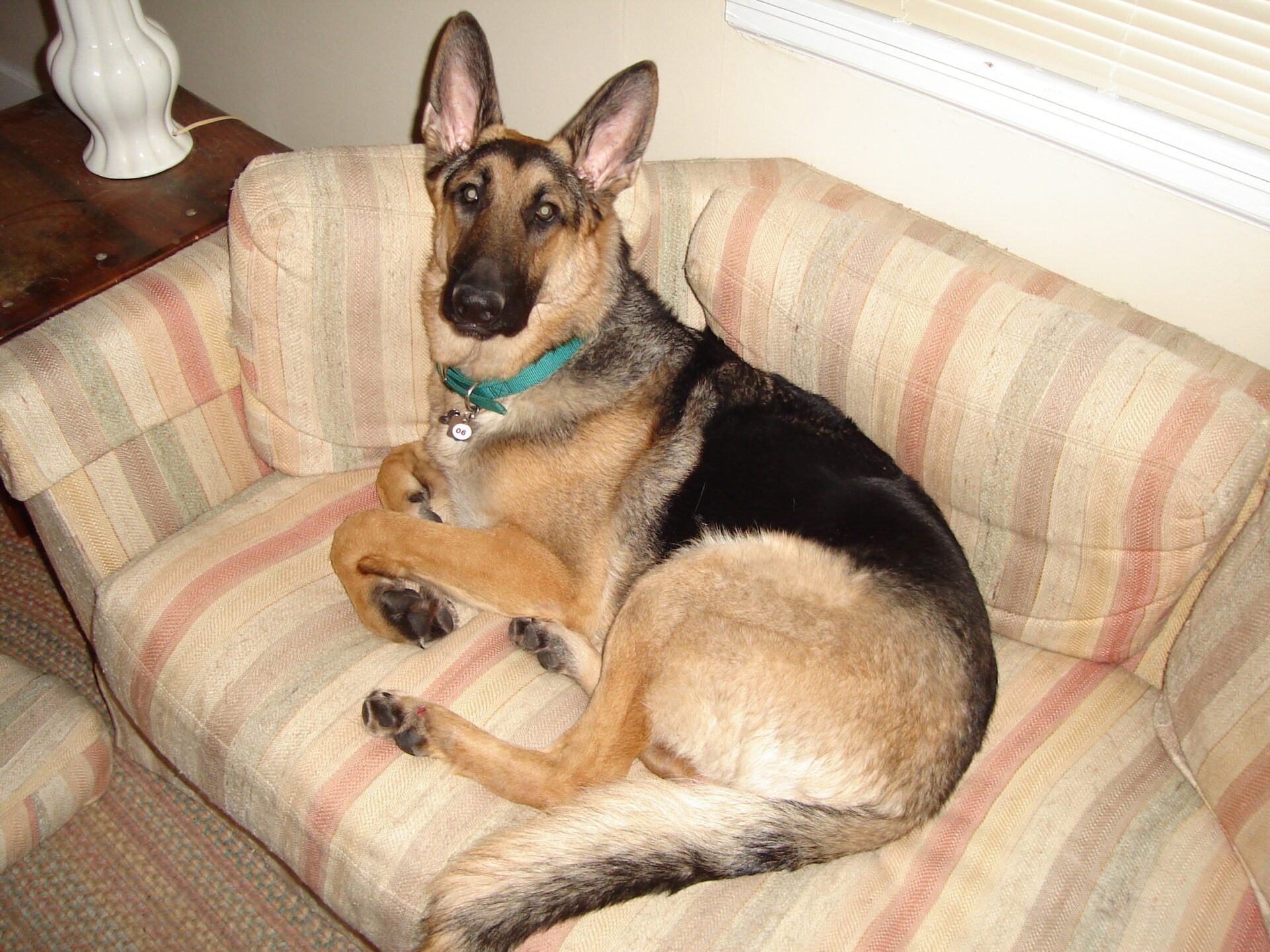 Trot German shepherd sitting on a pink striped couch