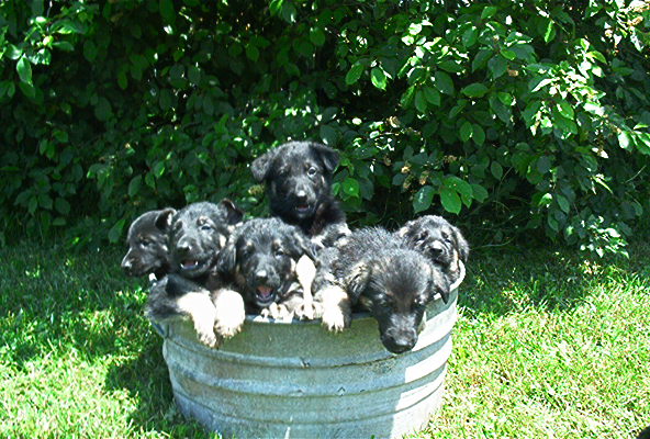 pups in a metal tub with a shrub behind it