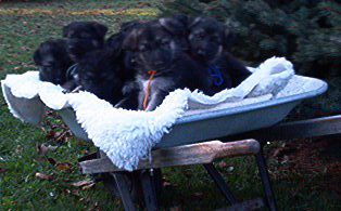pups in a wheelbarrow